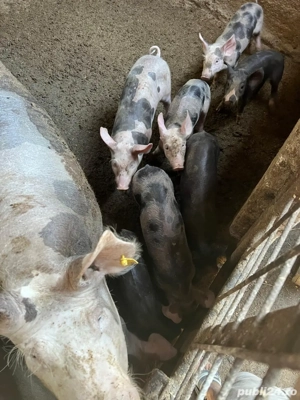 grăsuni de vanzare  - imagine 2