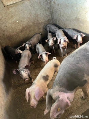 grăsuni de vanzare  - imagine 4