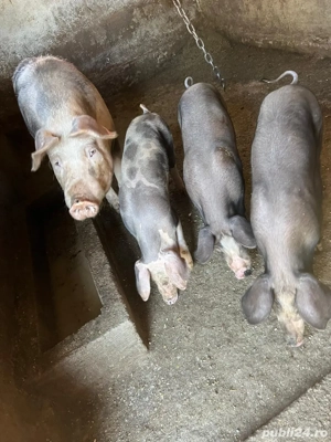 grăsuni de vanzare  - imagine 3