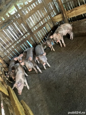 grăsuni de vanzare  - imagine 5
