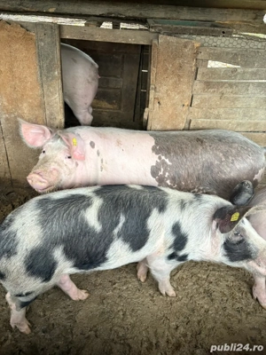 Vand grasuni - imagine 2