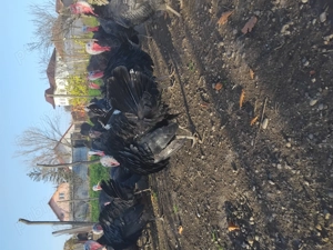 Curcani și  curci românești 