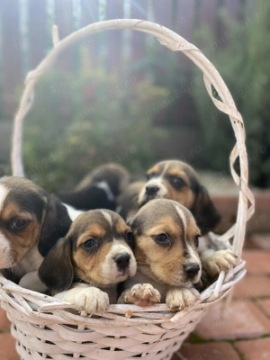 Pui beagle tricolor 8 saptaman  - imagine 4