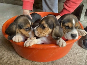 Pui beagle tricolor 8 saptaman  - imagine 3