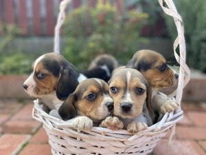 Pui beagle tricolor 8 saptaman  - imagine 5