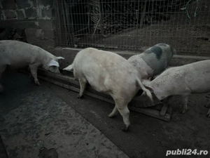porci de vânzare 