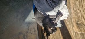 Sfinx mascul sterilizat