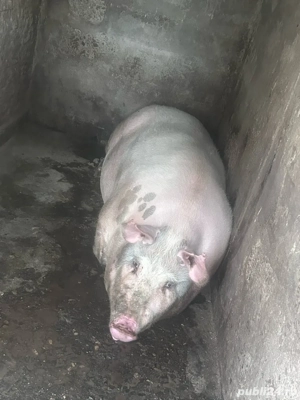 porc de vanzare