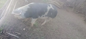 Vând scroafă pt tăiat  - imagine 2