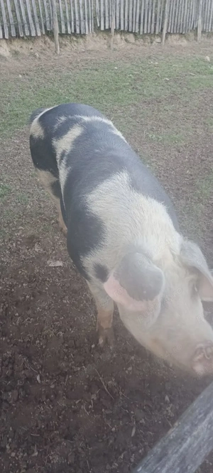 Vând scroafă pt tăiat  - imagine 3