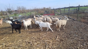 Capre si oi de vanzare