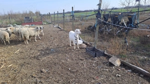 Capre si oi de vanzare - imagine 2