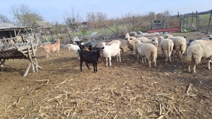 Capre si oi de vanzare - imagine 5