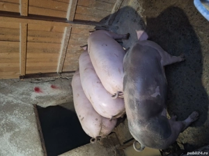 De vanzare purcele de carne si porci de la 90kg la120 