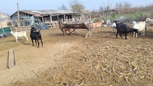 Capre si oi de vanzare