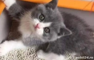 British color fetițe și băietei 