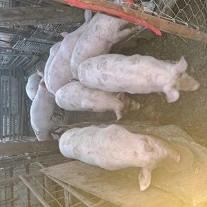 Purcei 3 luni de vanzare