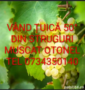 țuica si vin alb si rosu