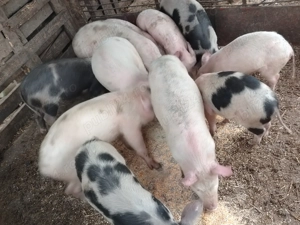 Soldanei deparazitati 