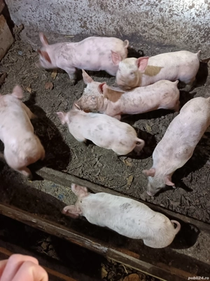 Vând purcei!  - imagine 4