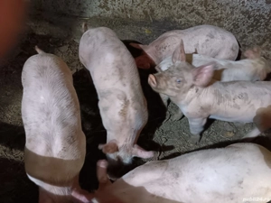 Vând purcei!  - imagine 2