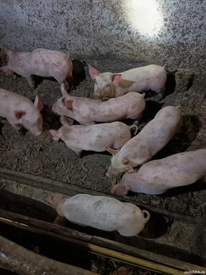 Vând purcei!  - imagine 3