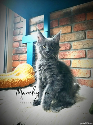 Pui pisica rasa  Maine Coon