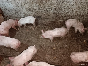 Vând purcei!  - imagine 5