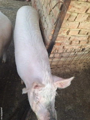 Porc de vânzare 