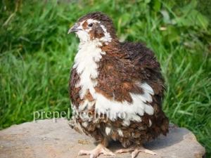 Prepelite de vanzare,de oua si carne 