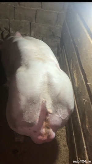 vieruș pietrean pur !! - imagine 2