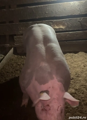 vieruș pietrean pur !!