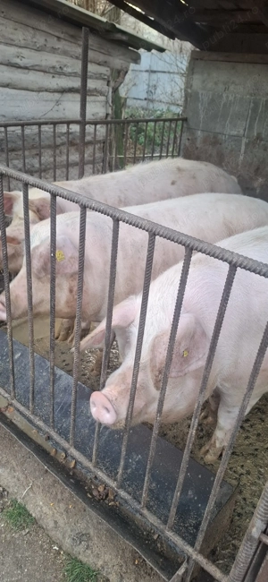 Vand porci pentru taiat