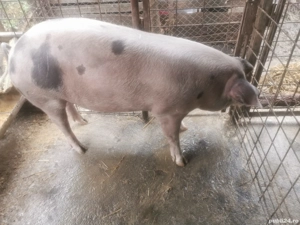 Vind porc pentru sacrificat 
