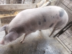Vind porc pentru sacrificat  - imagine 2