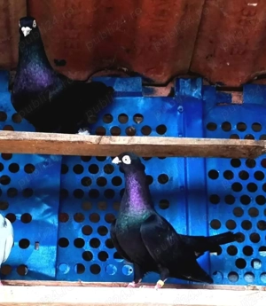 porumbei jucatori cu joc și zbor