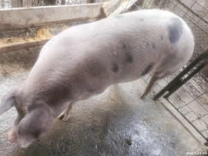 Vind porc pentru sacrificat  - imagine 3