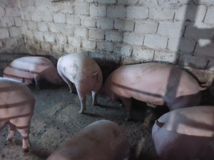 Porci rasa Landrace cu Marele Alb 