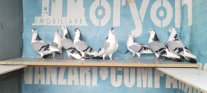 porumbei jucatori cu joc și zbor - imagine 4