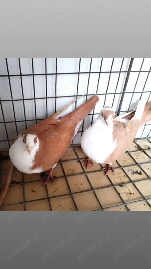 porumbei jucatori cu joc și zbor - imagine 3