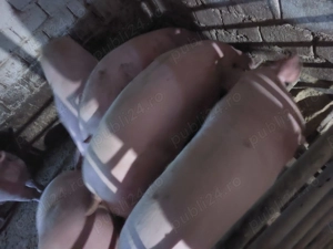 Porci rasa Landrace cu Marele Alb  - imagine 3