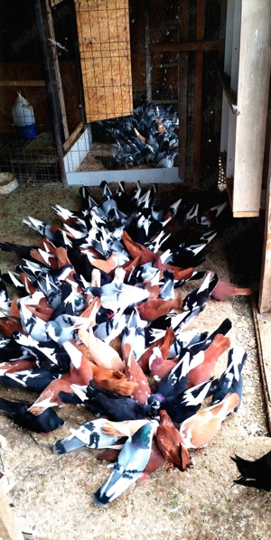 porumbei jucatori cu joc și zbor - imagine 5