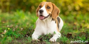 Plimbăm câini cu grijă și responsabilitate   13 & 17 ani