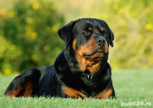 Plimbăm câini cu grijă și responsabilitate   13 & 17 ani - imagine 3