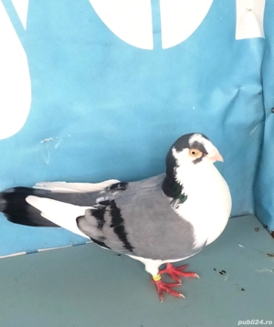 jucători de Galati diverse culori.