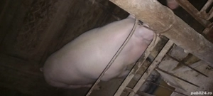 Porci de vanzare - imagine 2