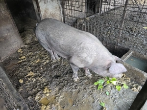 Vand porci mici si mari la toate greutatile - imagine 3