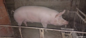 Porci de vanzare - imagine 4