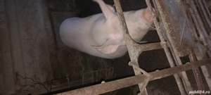 Porci de vanzare - imagine 3