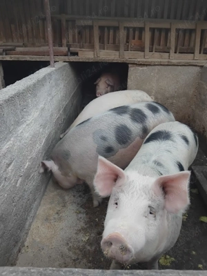 Vând 3 porci grași de casă